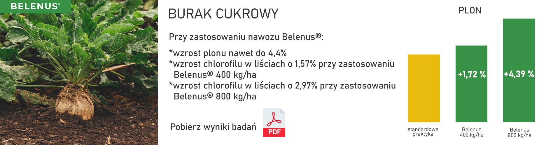 Wyniki badań - burak cukrowy