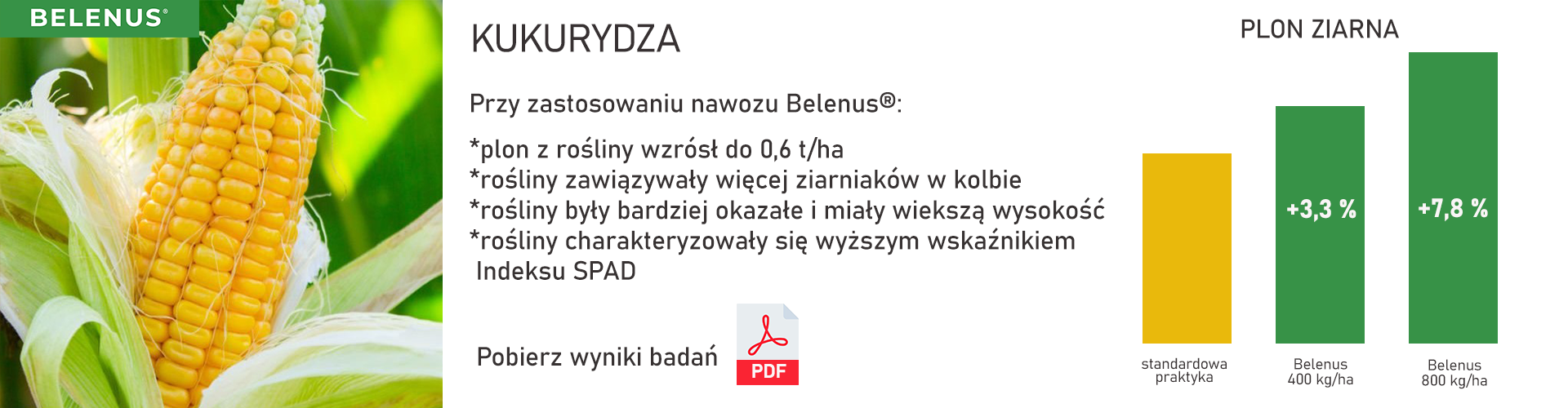 Wyniki badań - kukurydza